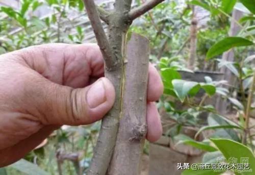 桂花的嫁接方法视频,视频教程带你轻松掌握