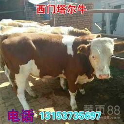 小牛犊脑炎视频