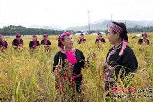 山稻视频,探寻自然之美，感受农耕文化魅力