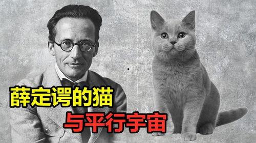 薛定谔的猫视频,量子世界中的神秘实验与哲学思考